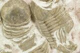 Ordovician Trilobite (Xenasaphus) Mortality Plate - Russia #368621-2